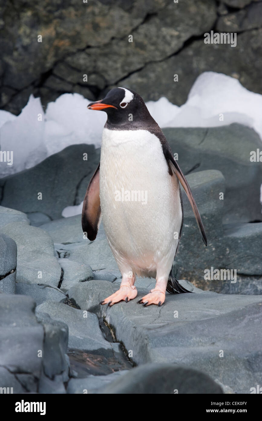 Gentoo pingouin debout sur un rocher dans l'Antarctique Banque D'Images