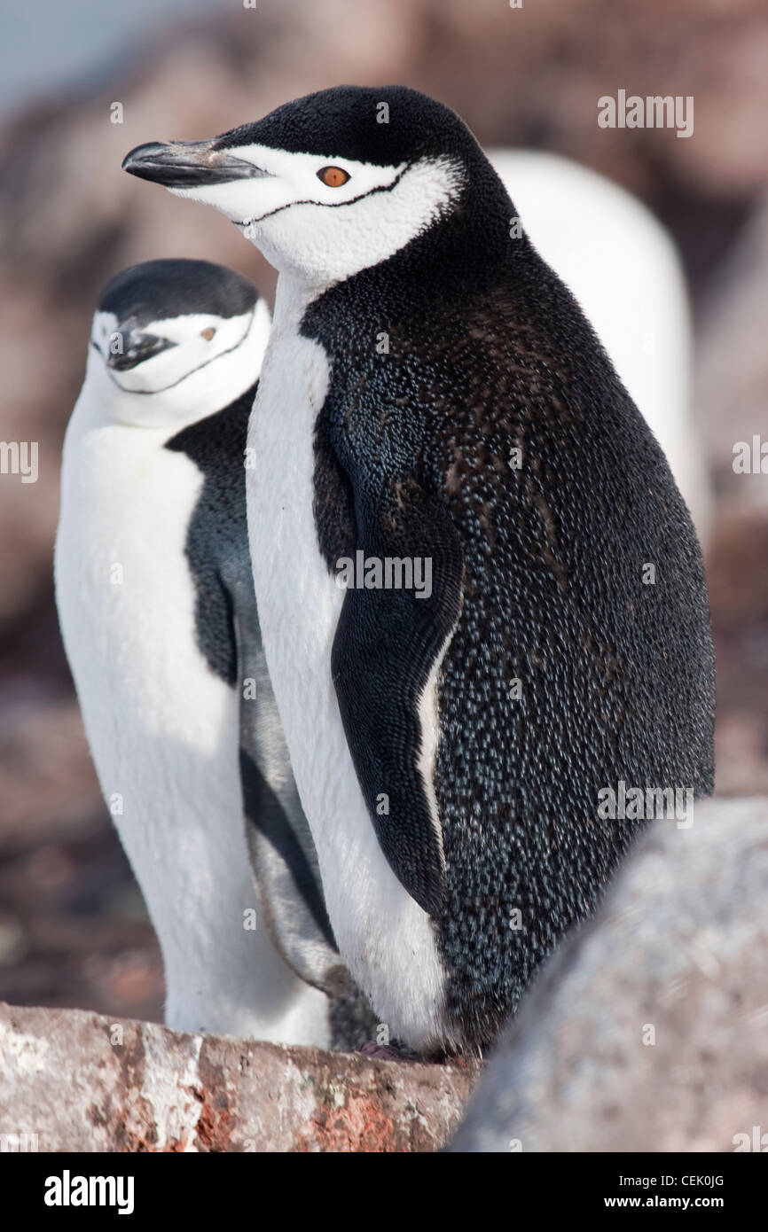 Dans l'Antarctique manchot à jugulaire Banque D'Images