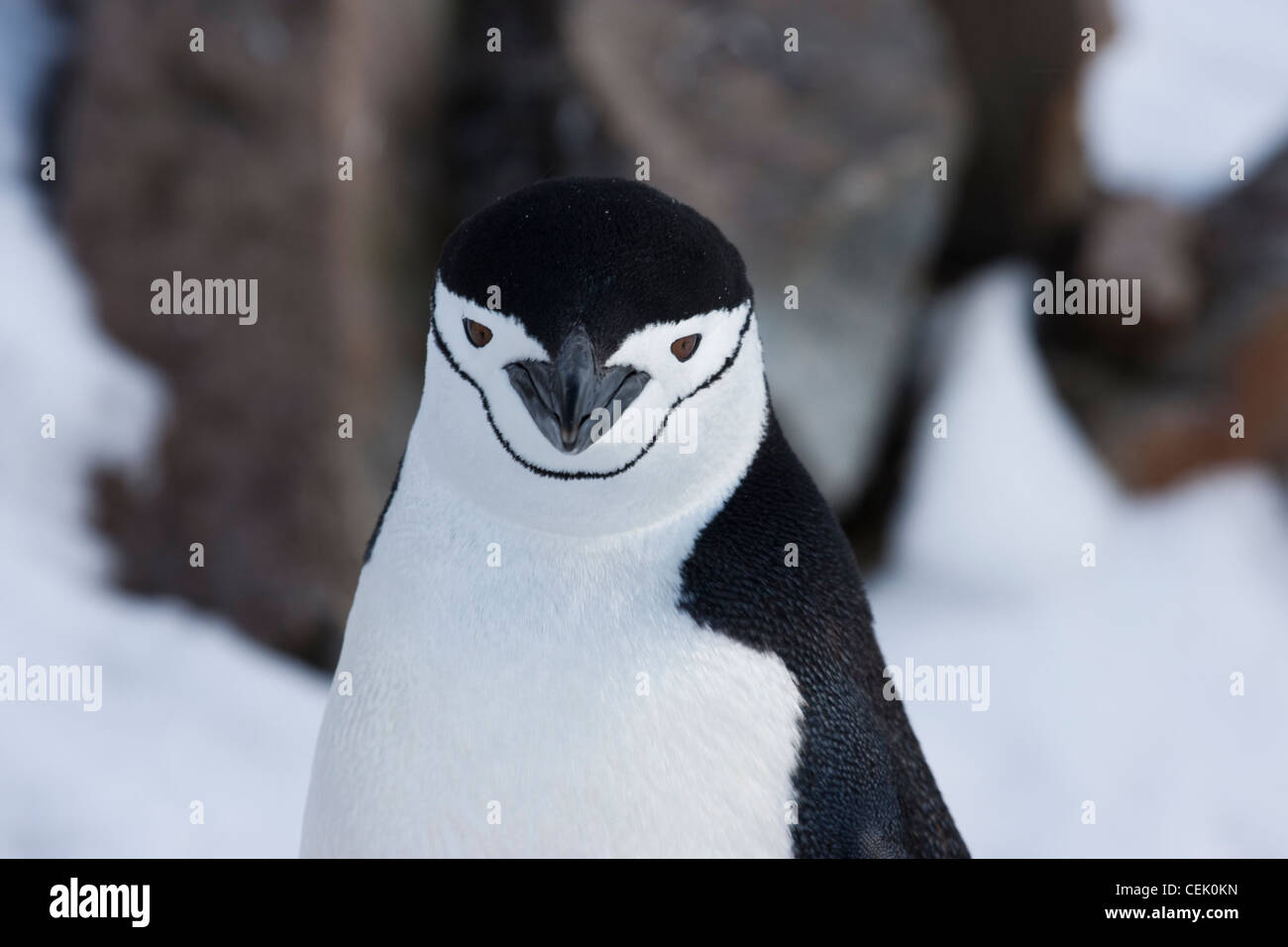 Dans l'Antarctique manchot à jugulaire Banque D'Images