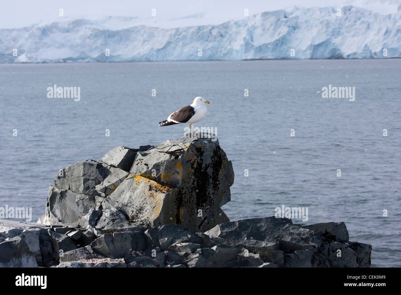 Assis sur Gull rock dans l'Antarctique Banque D'Images