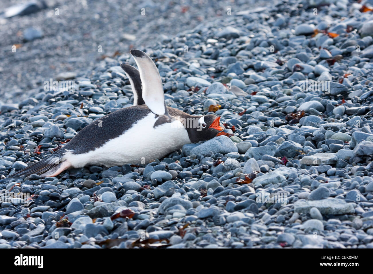 Gentoo pingouin debout sur la plage dans l'Antarctique Banque D'Images