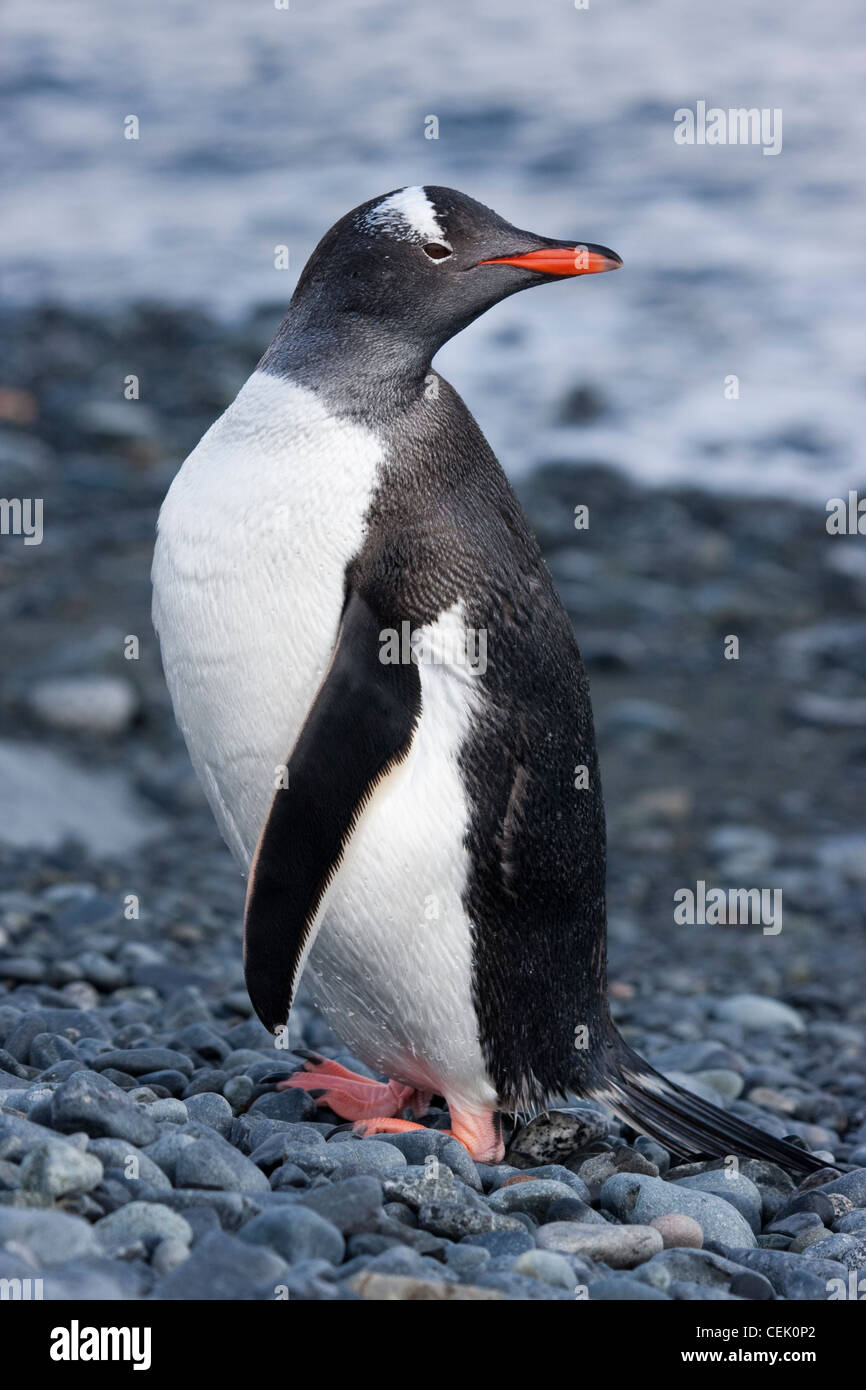 Gentoo pingouin debout sur la plage dans l'Antarctique Banque D'Images