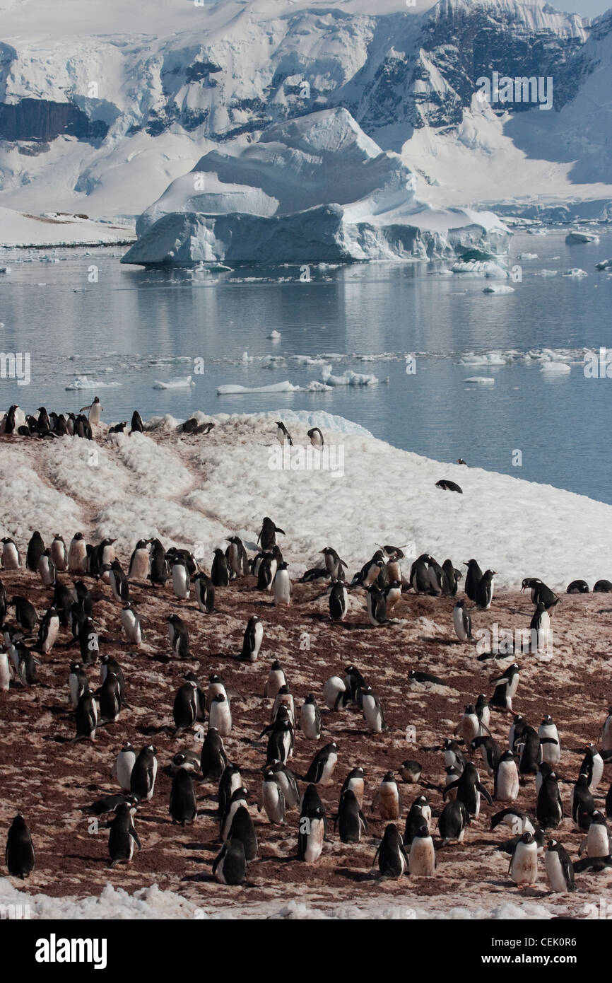Colonie de pingouins dans l'Antarctique Banque D'Images