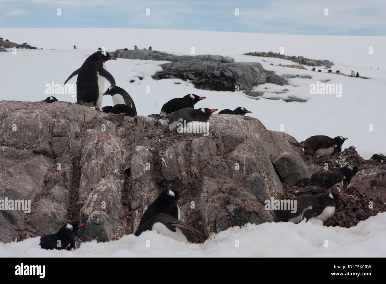 Penguin assis sur un nid dans l'antarctique Banque D'Images