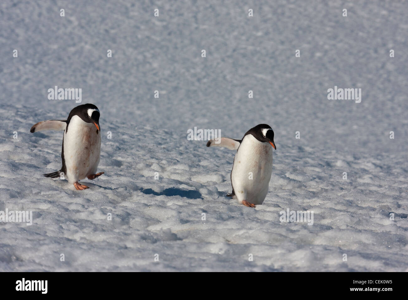 Pingouins marchant à la mer dans l'Antarctique Banque D'Images