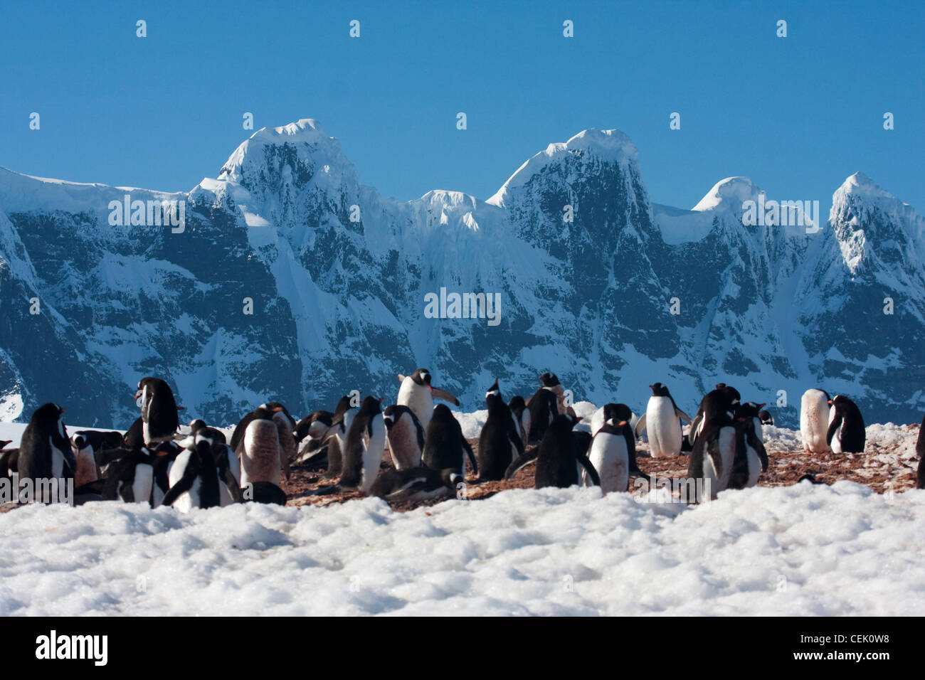 Pingouins en face de montagnes accidentées en Antarctique Banque D'Images