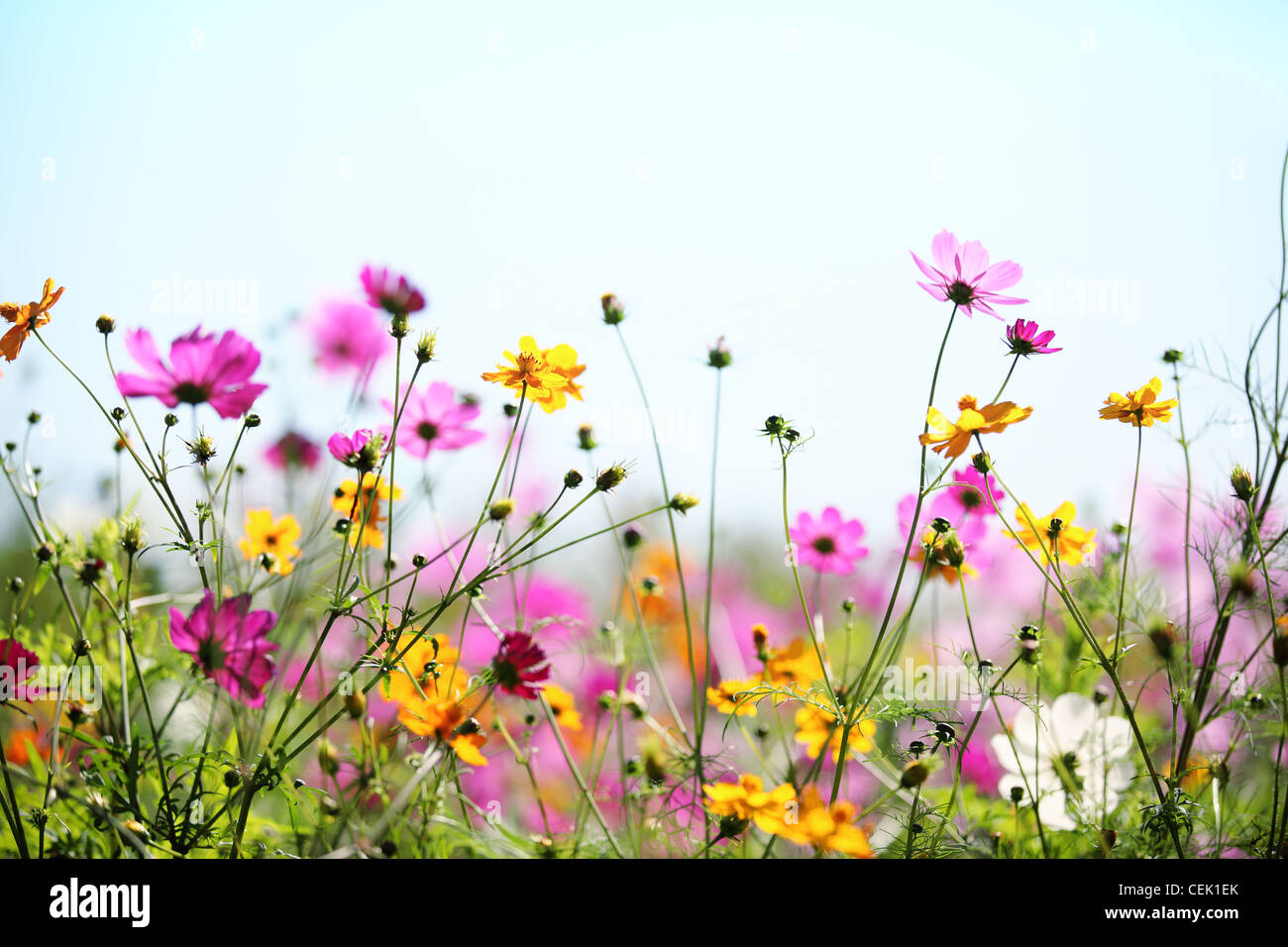 Daisy flower against blue sky,Dof peu profondes. Banque D'Images