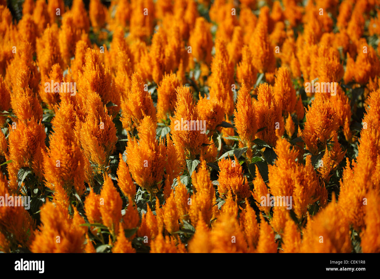 Empanaché Cockscomb fleur fleur Banque D'Images