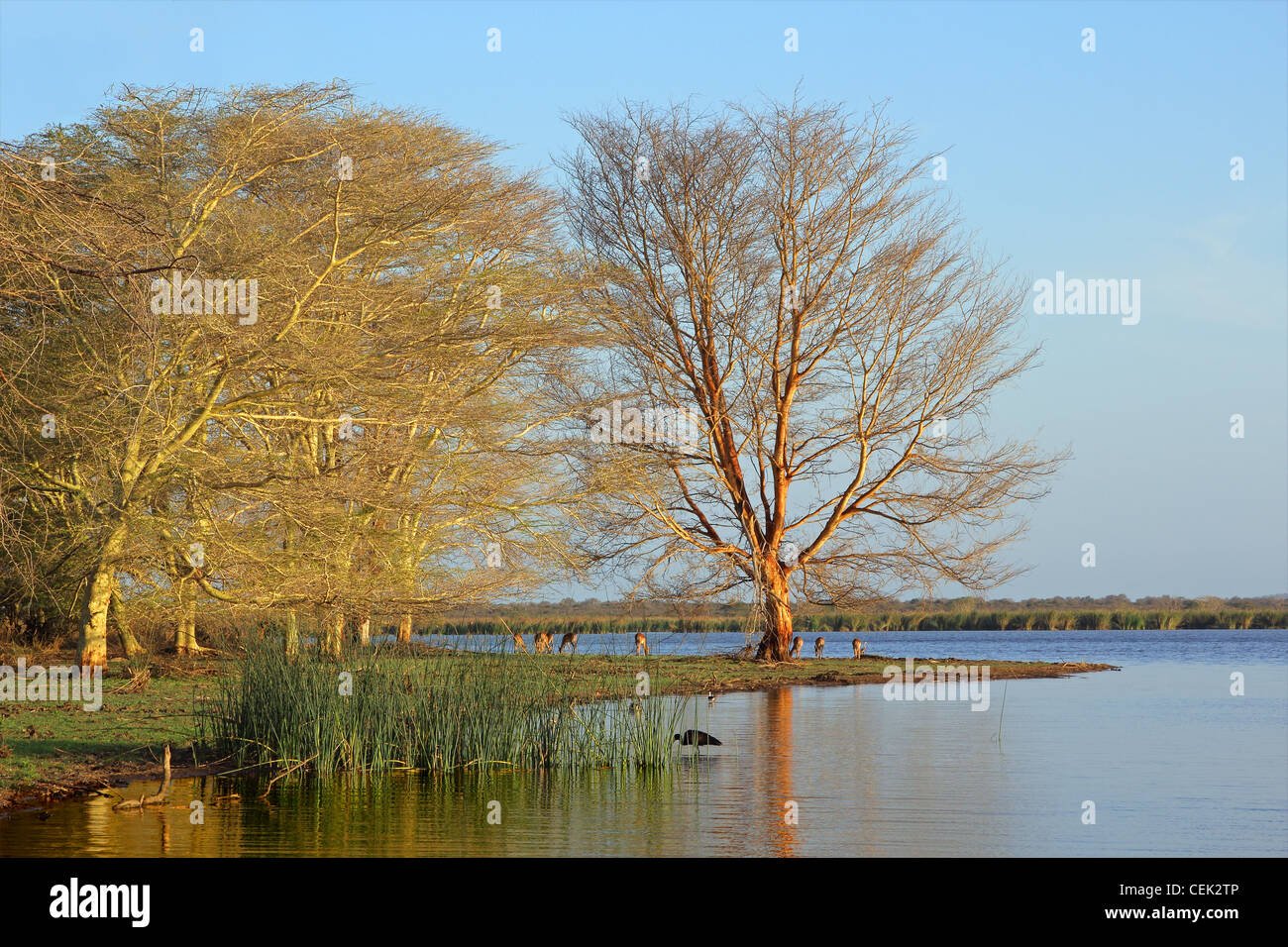 La fièvre des arbres (Acacia) xanthoploea croissant sur le bord d'un lac Mkuze game reserve, Afrique du Sud Banque D'Images