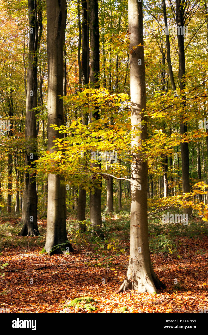 Les hêtres éclairées par le soleil d'automne dans l'ouest de bois près de Marlborough dans le Wiltshire, Angleterre. Banque D'Images