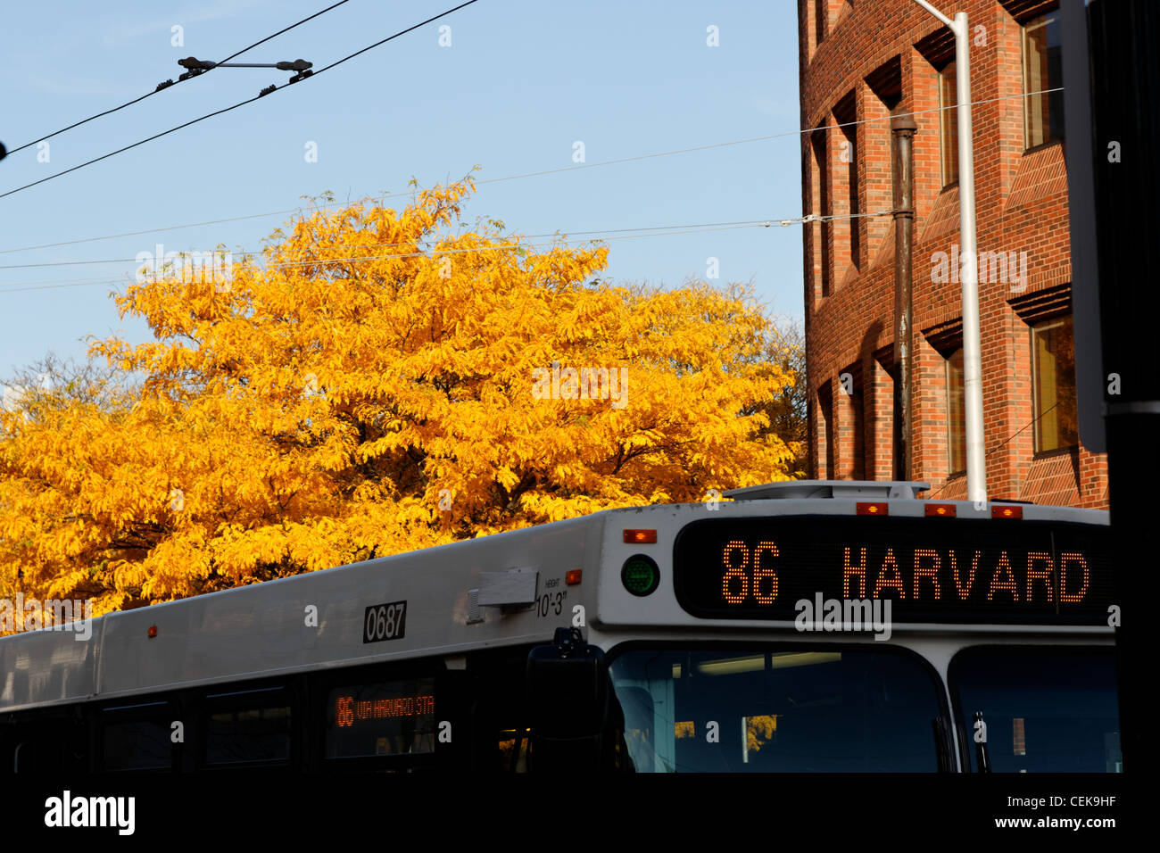 Un bus MBTA aller à Harvard Square avant de l'arrière-plan d'un arbre avec des feuilles jaunes à Cambridge, MA. Banque D'Images