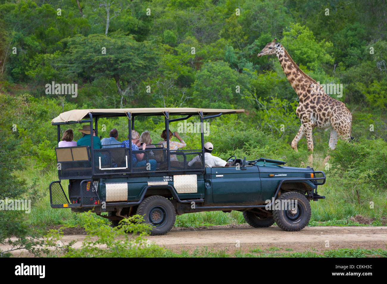 Les gens dans l'affichage du véhicule safari girafe, Hluhluwe Game Reserve, Afrique du Sud Banque D'Images