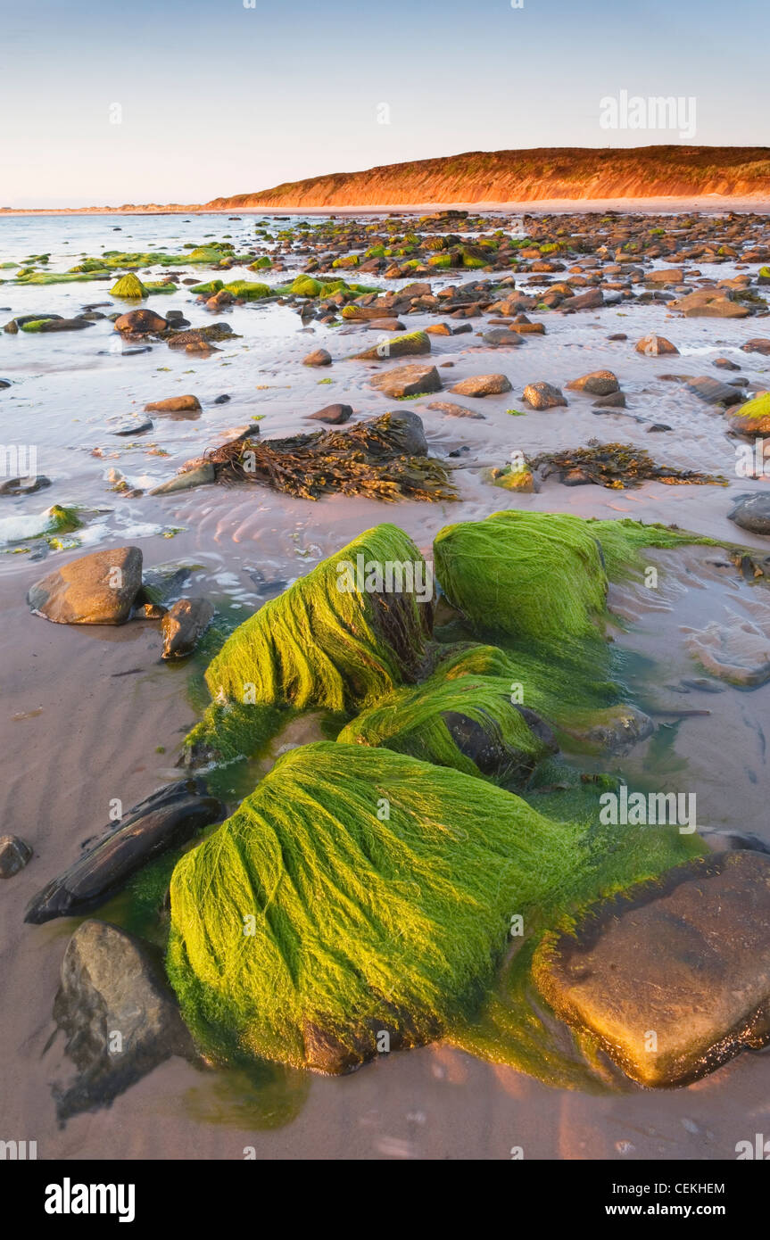 Les sables de l'Mussetter au coucher du soleil, sur l'île d'Eday, îles Orcades, en Écosse. Banque D'Images