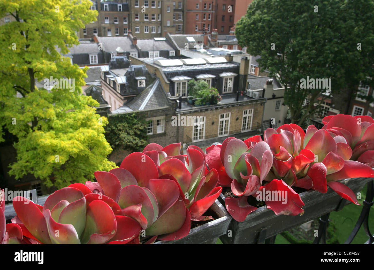 Maison géorgienne à Mayfair, Londres plante succulente avec des feuilles rouge et verte dans la fenêtre de dialogue Maisons en arrière-plan Banque D'Images