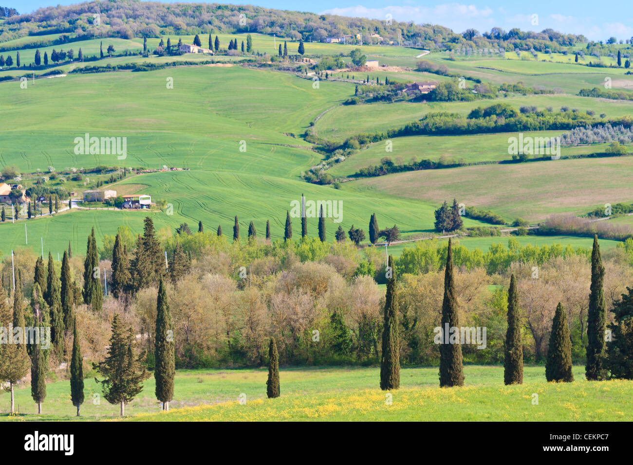 Paysage typiquement toscan avec des lignes d'arbres et des fermes, Italie Banque D'Images