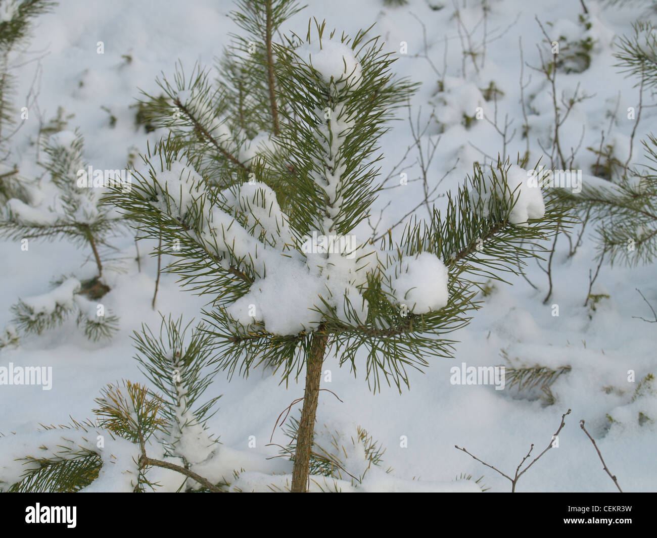 En pin avec neige / Pinus / Kiefer mit Schnee Banque D'Images