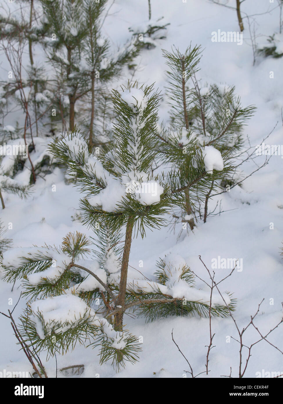 En pin avec neige / Pinus / Kiefer mit Schnee Banque D'Images