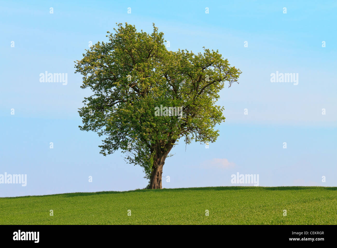 Seul arbre avant de ciel bleu et vert prairie Banque D'Images