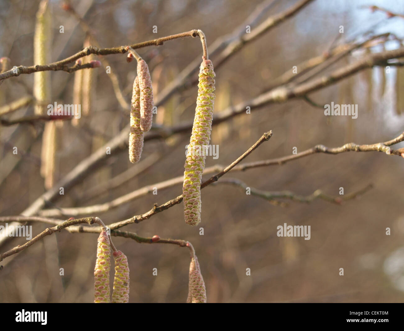 Chatons mâles de noisetier commun Corylus avellana / / Männliche Kätzchen der Haselnuss Banque D'Images