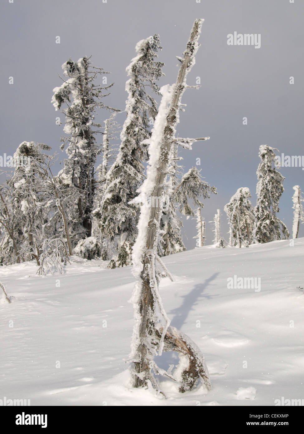 Snowscape / paysage d'hiver / Winterlandschaft Banque D'Images