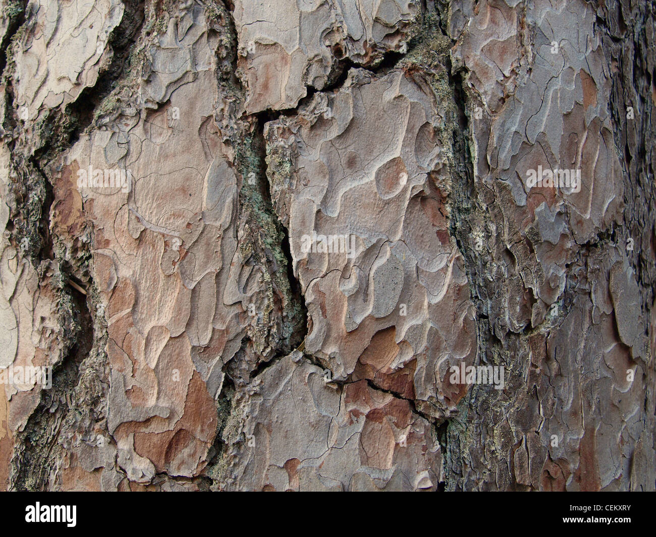 À partir de l'écorce de pin Pinus / une / von Rinde Kiefer Banque D'Images