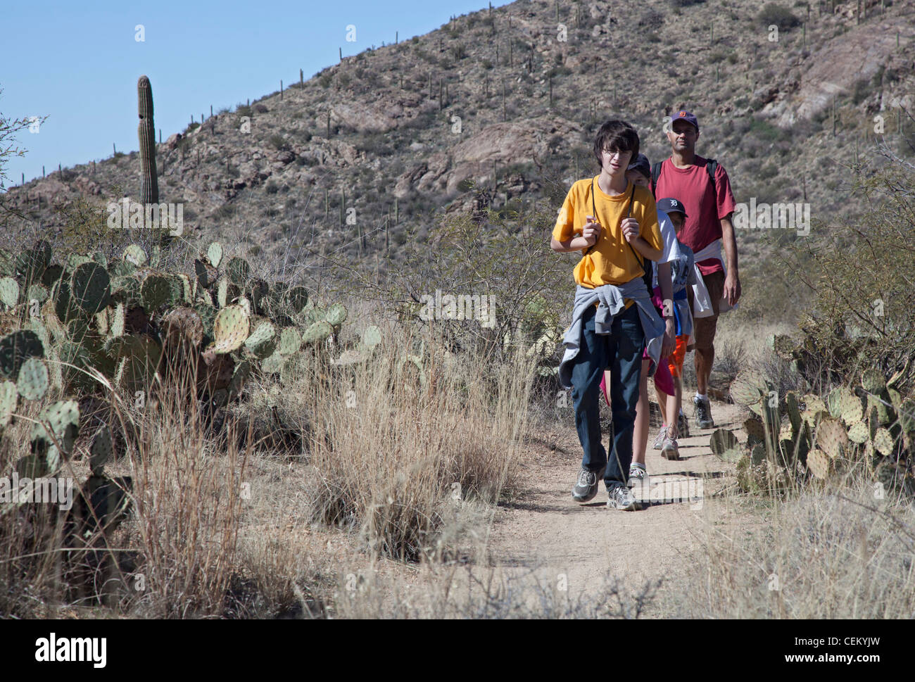 Tucson, Arizona - Les Randonneurs sur le sentier du printemps Douglas de Saguaro National Park. Banque D'Images