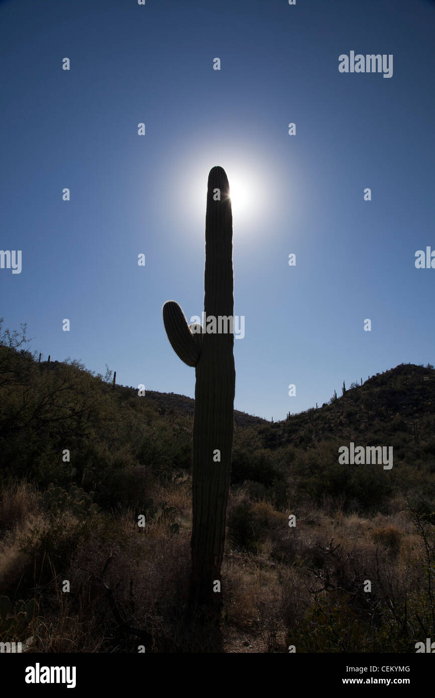 Tucson, Arizona - Saguaro cactus Saguaro en parc national. Banque D'Images