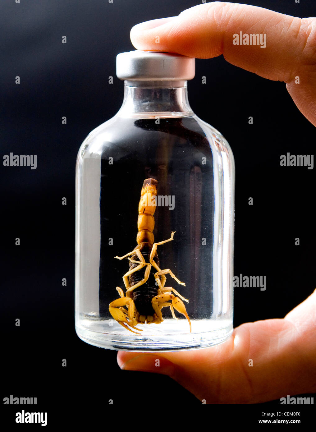 Un gros plan d'un scorpion conservé dans un bocal de verre suspendue dans  l'alcool Photo Stock - Alamy