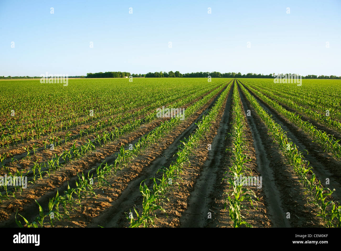 Agriculture - grand champ de début de la croissance des plantes de maïs-grain à l'6-7 feuilles / près de l'Angleterre, Arkansas, USA. Banque D'Images