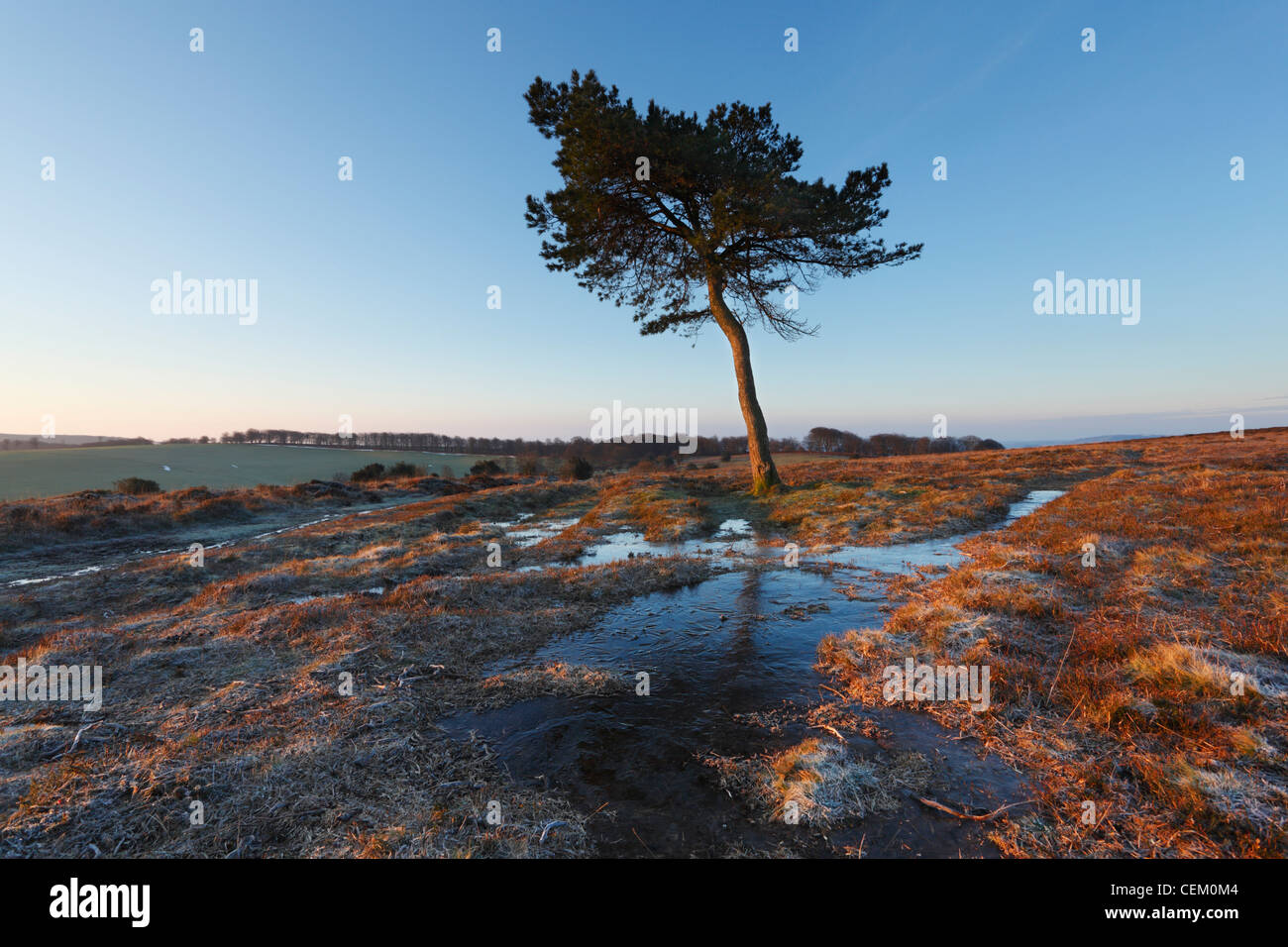 Lone Pine Tree de Black Hill. Les collines de Quantock. Le Somerset. L'Angleterre. UK. Banque D'Images