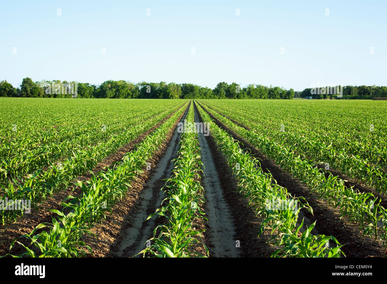 Agriculture - Domaine de la croissance des plants de maïs grain moyen à la 10 étape pré feuilles tassel / près de l'Angleterre, Arkansas, USA. Banque D'Images