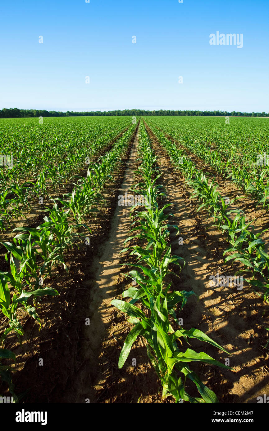 Agriculture - grand domaine de la croissance des plantes de maïs-grain moyen à environ 12-14 l'étape pré feuilles tassel  l'Arkansas, USA. Banque D'Images