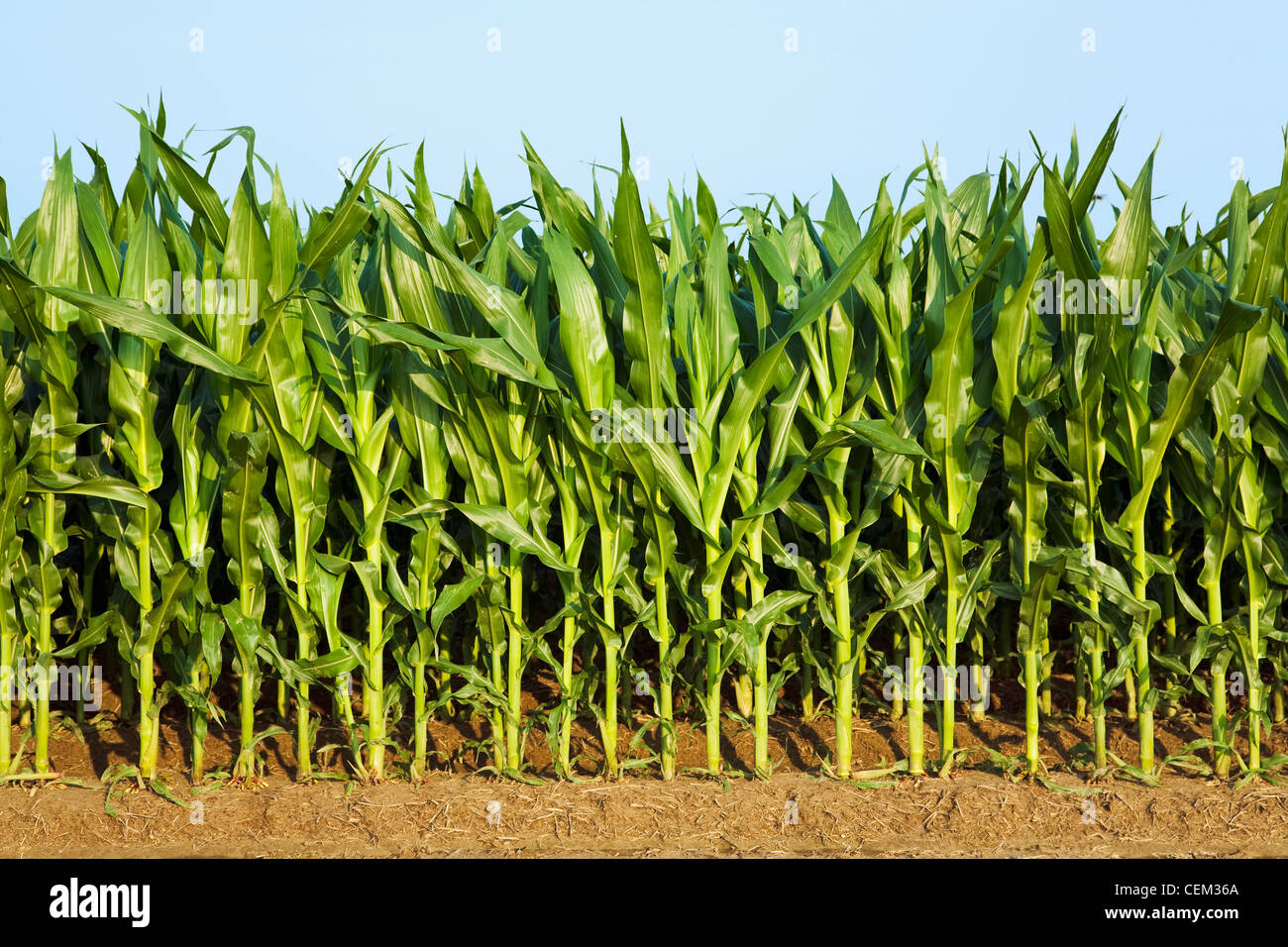 Agriculture - Weda d'une rangée de maïs-grain à la croissance moyenne des plants au stade de la panicule pré / près de l'Angleterre, Arkansas, USA. Banque D'Images