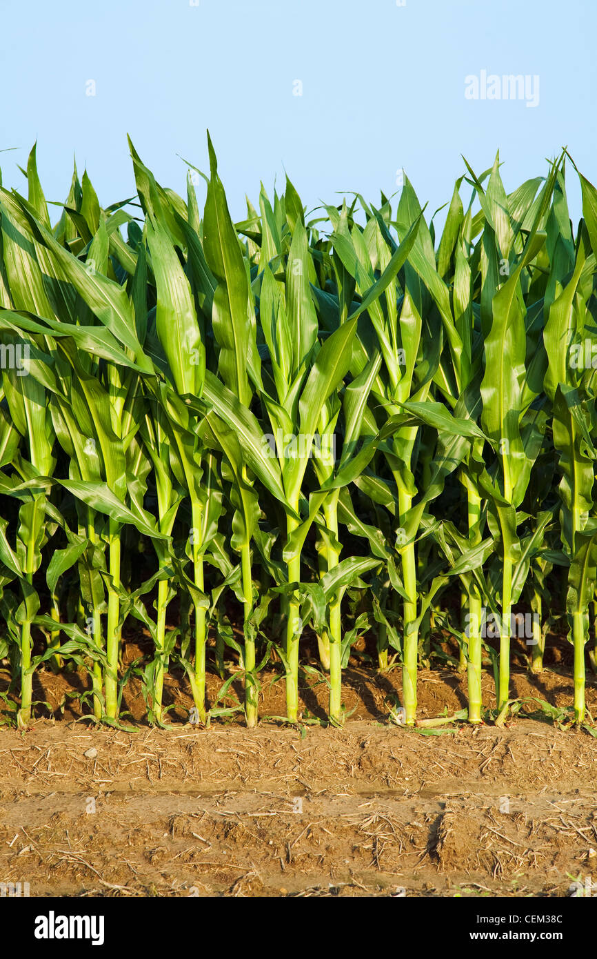 Agriculture - Weda d'une rangée de maïs-grain à la croissance moyenne des plants au stade de la panicule pré / près de l'Angleterre, Arkansas, USA. Banque D'Images
