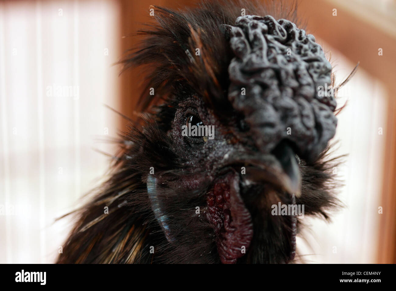 UK la volaille domestique Gallus gallus domesticus Silkies Silkie poulet volaille ont été autour pendant plusieurs centaines d'années, peut-être qu'ils provenaient de l'Inde, peut-être même la Chine ou le Japon. Le Silkie n'est pas considéré comme un bantam dans le Royaume-Uni, mais comme une grande lumière oiseaux race. Son broodiness persistante est une caractéristique de la race, et soit pure race ou croisé, le broodies fiable pour les oeufs de poules bantams ou grande. Banque D'Images