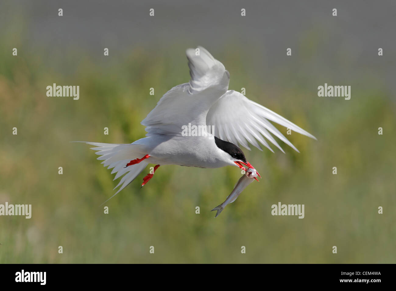 Sterne arctique (Sterna paradisaea) avec le poisson, Banque D'Images