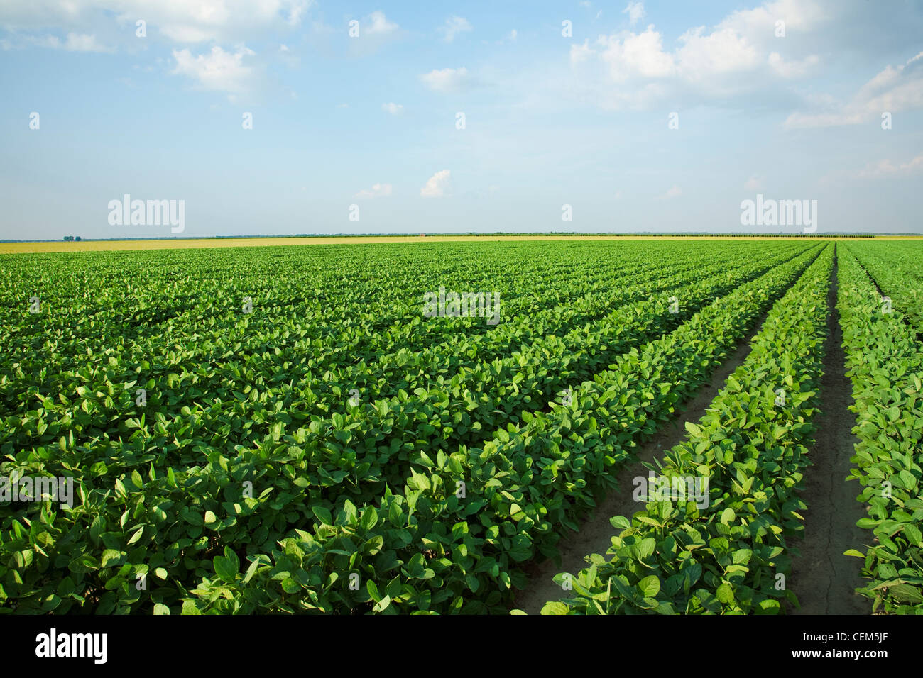 Agriculture - grand domaine de croissance sain milieu soja au milieu de l'étape de réglage de zone / près de l'Angleterre, Arkansas, USA. Banque D'Images