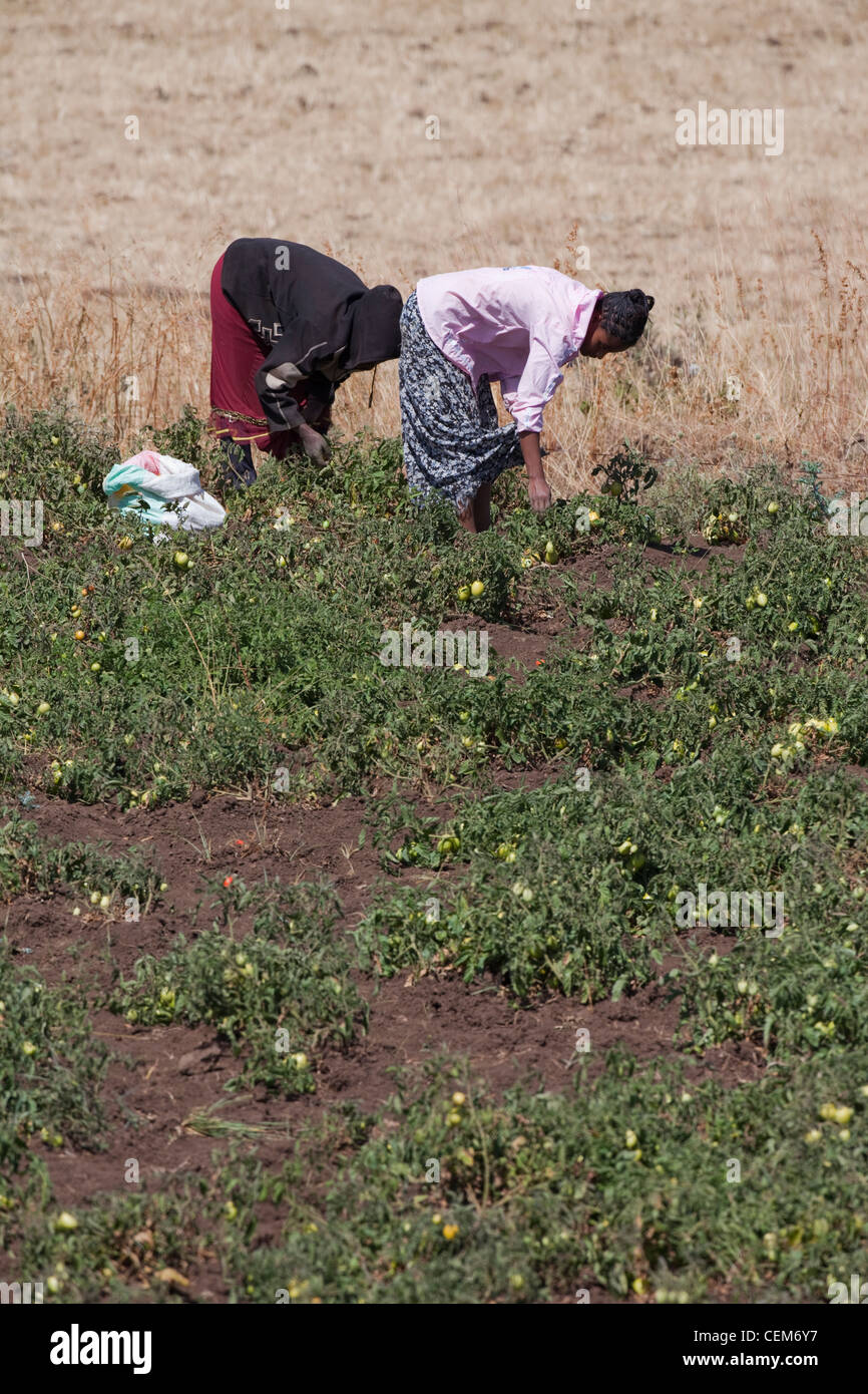 Entretien et l'exploitation des femmes les tomates (Lycopersicon esculentum). Highlands. L'Éthiopie. Banque D'Images