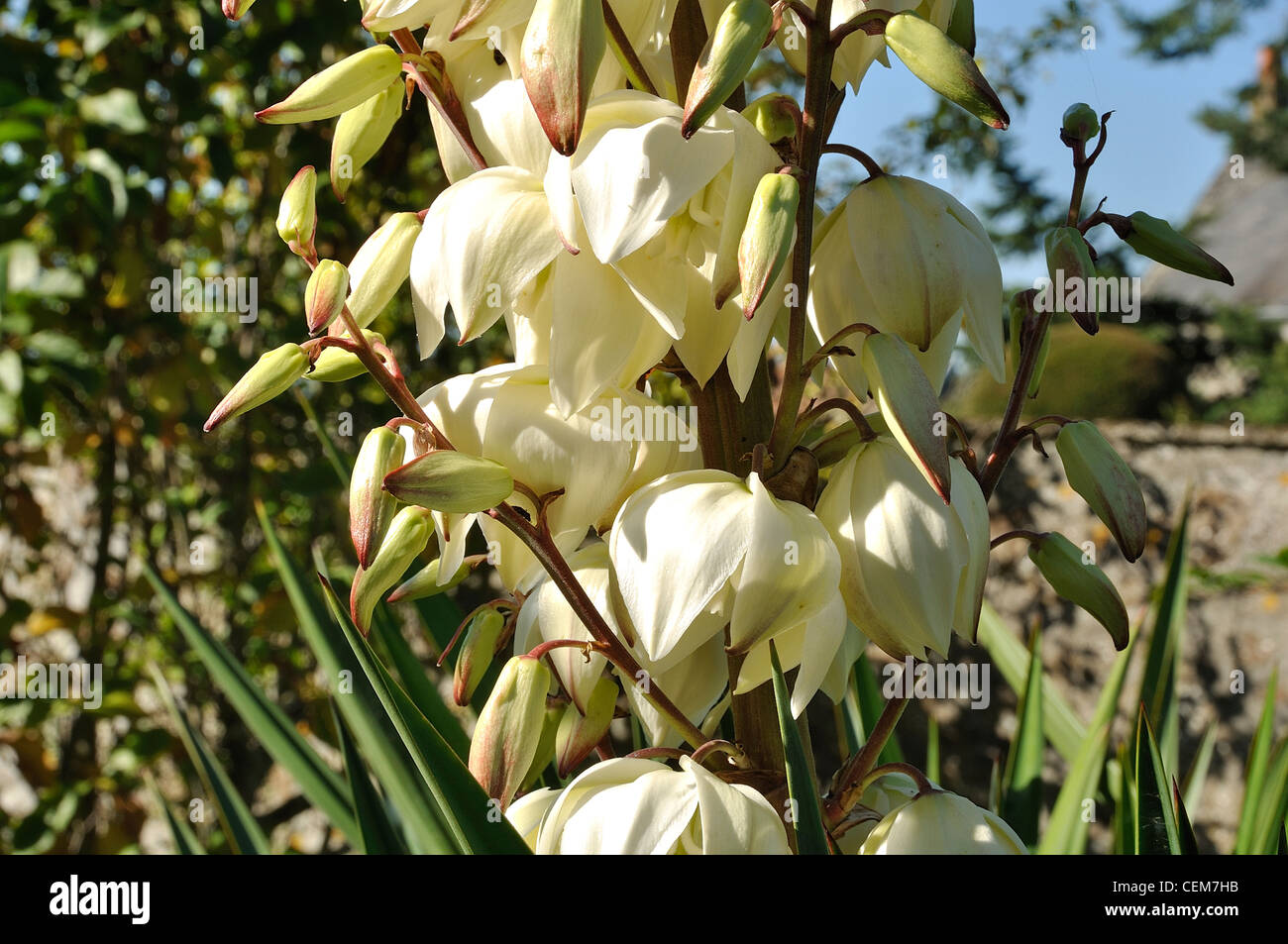 Yucca Gloriosa 'Variegata' en fleur. Banque D'Images