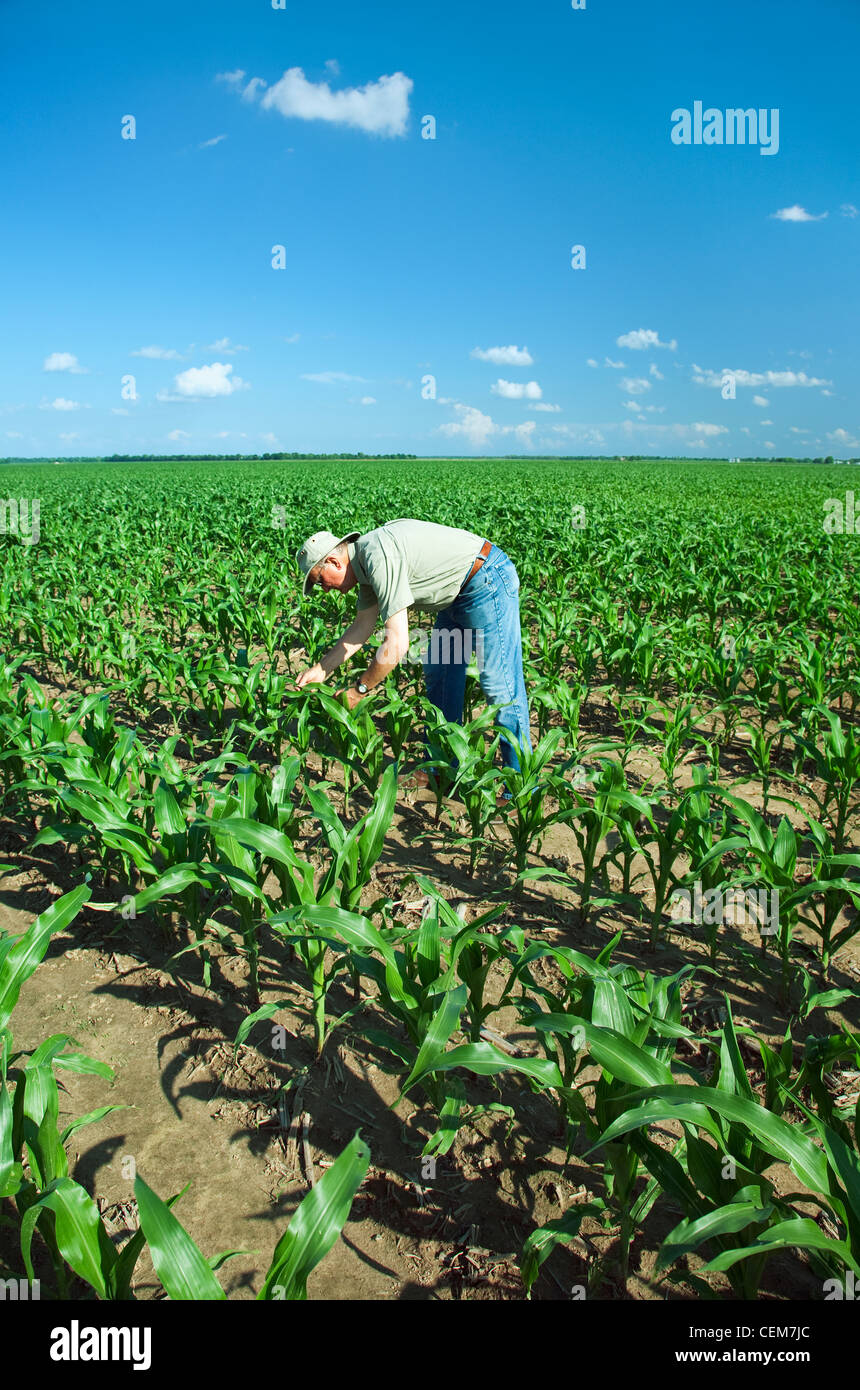 Agriculture - Un agriculteur (producteur) examine la croissance de plantes de maïs au milieu d'insectes nuisibles et de croissance progrès / près de l'Angleterre, de l'Arkansas. Banque D'Images