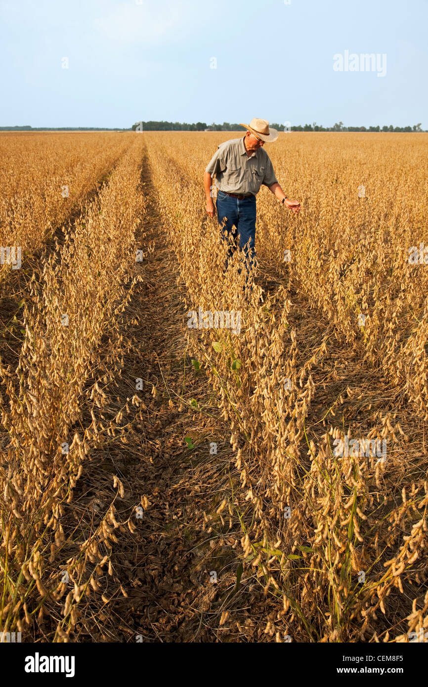 Agriculture - Un agriculteur (producteur) marcher dans son domaine et l'inspection de sa récolte à maturité de récolte de soja prêt / l'Arkansas. Banque D'Images