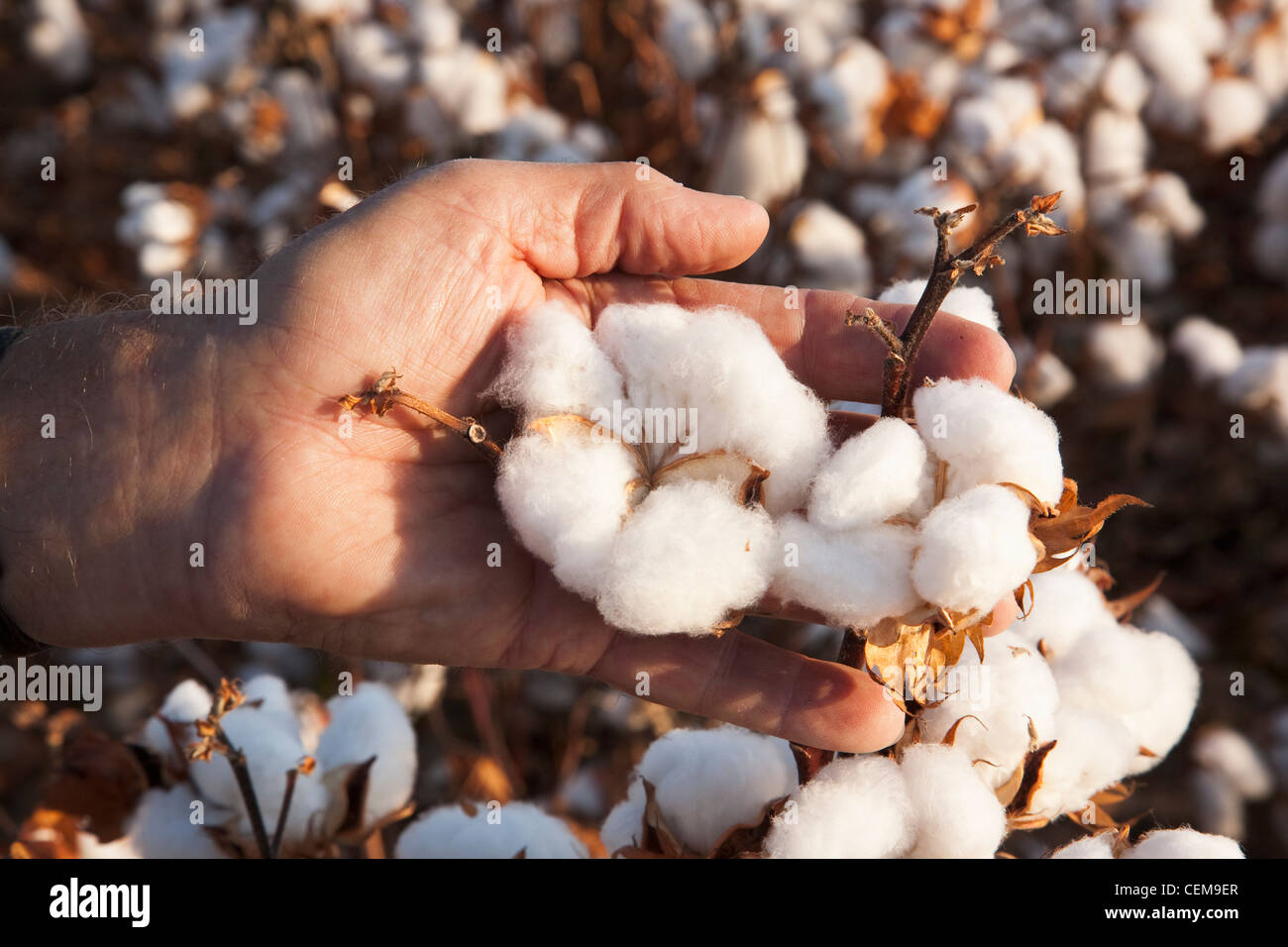 Un agriculteurs (growers) part tient ouverte à haut rendement à maturité à l'étape de la récolte de fruits de coton comme il inspecte sa récolte / New York, USA. Banque D'Images