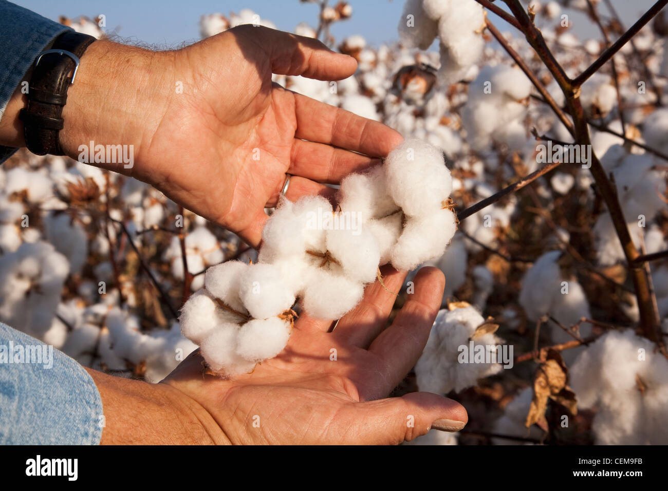 Un agriculteurs (growers) part tient ouverte à haut rendement à maturité à l'étape de la récolte de fruits de coton comme il inspecte sa récolte / New York, USA. Banque D'Images