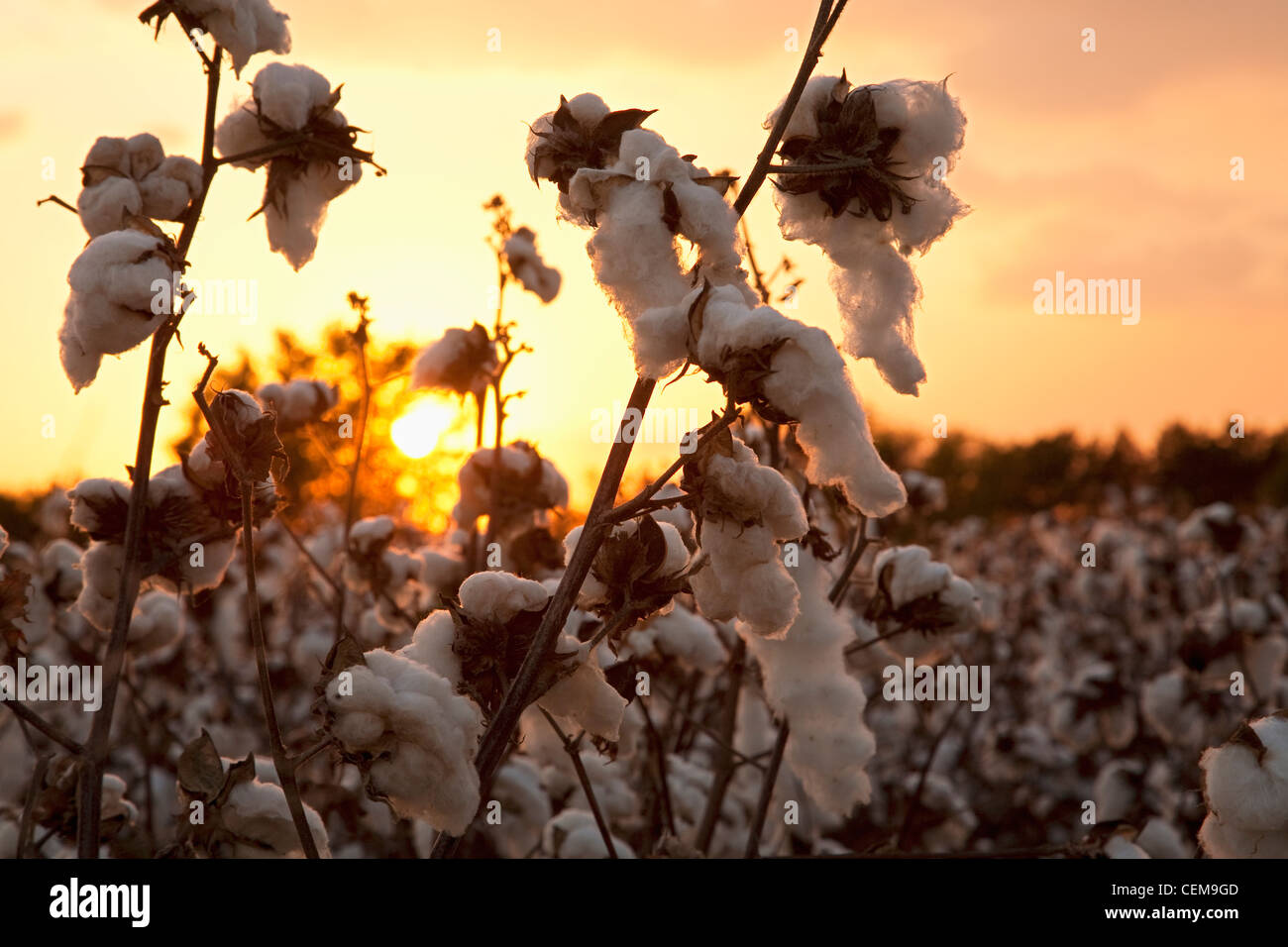 Agriculture - Mature récolte fruits de coton stade ouvert au coucher du soleil / est de l'Arkansas, USA. Banque D'Images