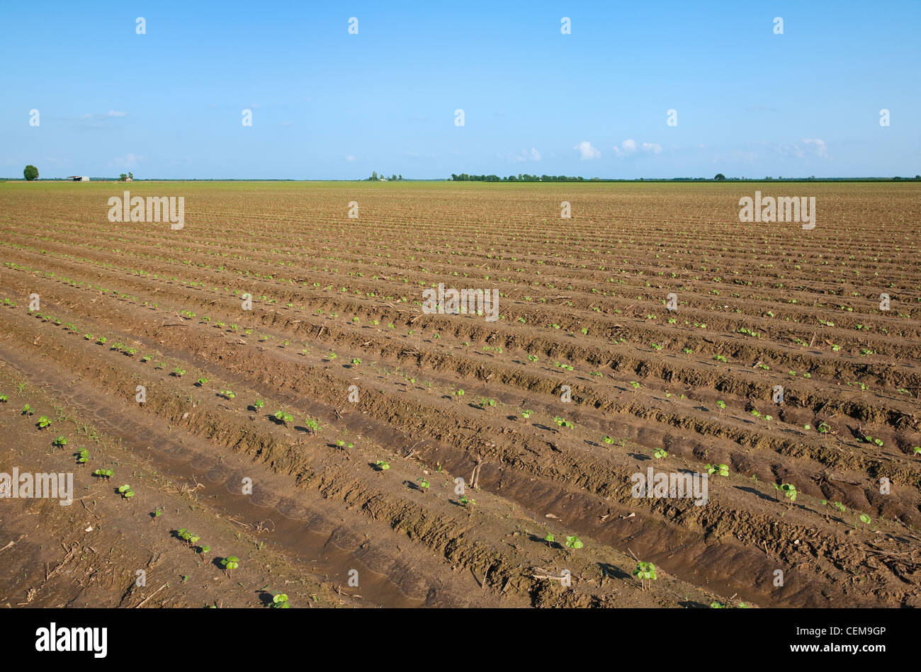 Agriculture - Rangées de plants de coton poussant dans un champ / travaillés de façon traditionnelle de l'Arkansas, USA. Banque D'Images