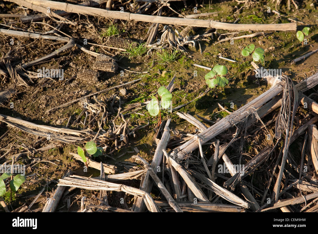 Les semis de coton lors de la première vraie feuille planté, le non-labour dans le résidu de la récolte de maïs de l'année précédente / Arkansas, USA. Banque D'Images