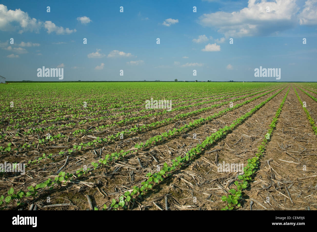 Domaine de semis de coton au stade 3-4 vraies feuilles planté, le non-labour dans le résidu de la récolte de maïs de l'année précédente / de l'Arkansas. Banque D'Images