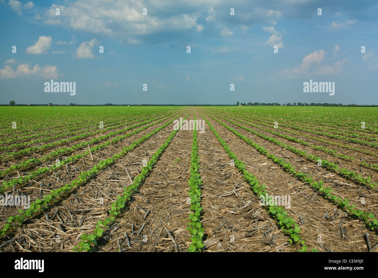 Domaine de semis de coton au stade 3-4 vraies feuilles planté, le non-labour dans le résidu de la récolte de maïs de l'année précédente / de l'Arkansas. Banque D'Images