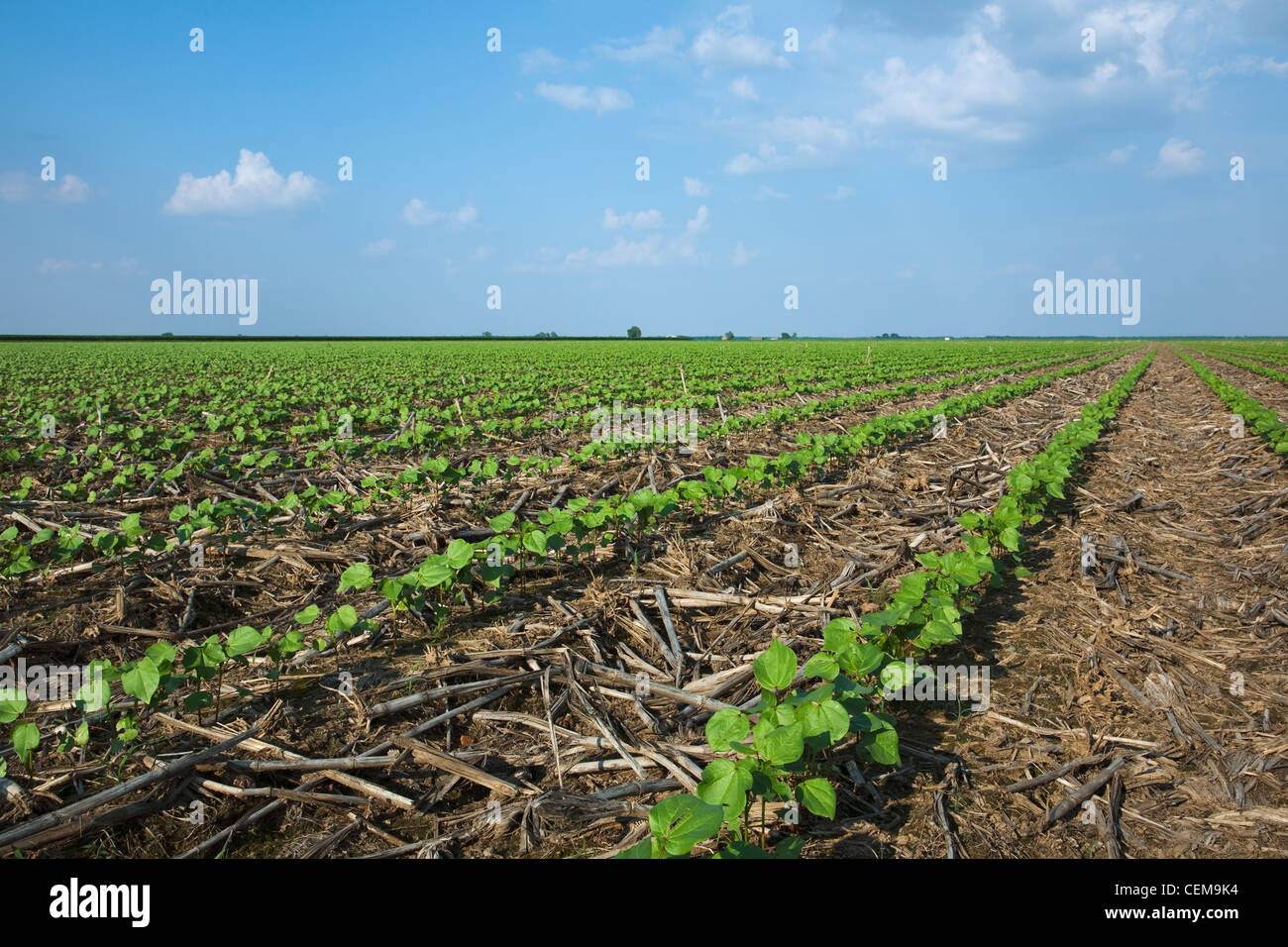 Domaine de semis de coton au stade 3-4 vraies feuilles planté, le non-labour dans le résidu de la récolte de maïs de l'année précédente / de l'Arkansas. Banque D'Images