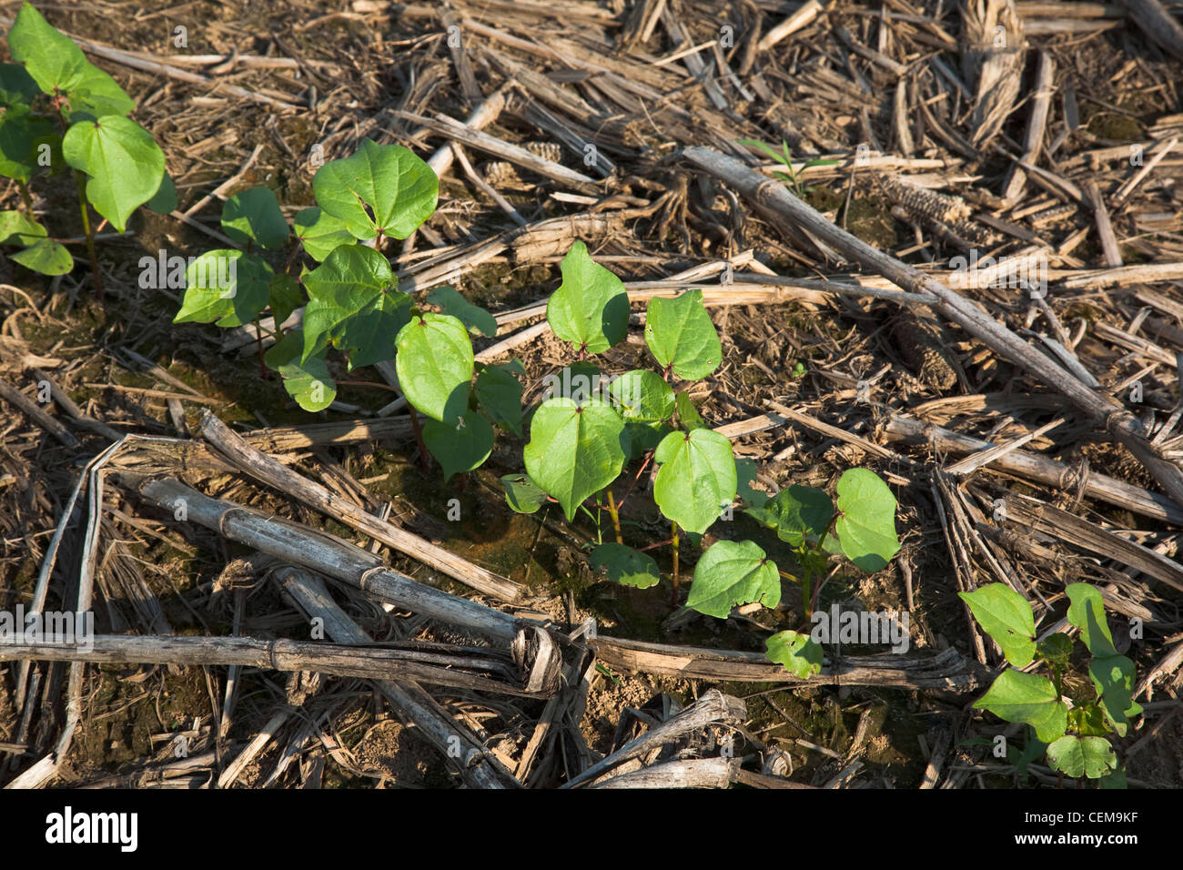 Rangée de plants de coton au stade 3-4 vraies feuilles planté, le non-labour dans le résidu de la récolte de maïs de l'année précédente / Arkansas, USA. Banque D'Images